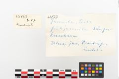 Etiketten zu Tierknochen (NHMW-PRAE-023827)